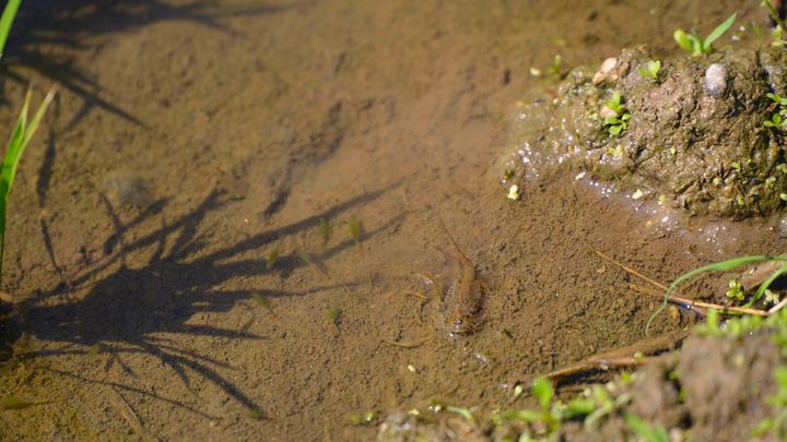 [괴산=뉴시스] 대표적인 친환경 지표 종으로 알려진 긴꼬리투구새우가 충북 괴산군 감물면 오성리의 한 친환경 논에서 올해도 집단 서식이 확인되고 있다. (사진=괴산군 제공) 2025.6.12. photo@newsis.com *재판매 및 DB 금지