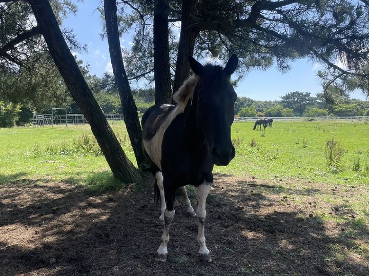 [세종=뉴시스] 여름철 말의 과도한 땀 배출은 탈수와 전해질 불균형을 초래할 수 있어 수분을 충분하게 공급하고 전해질을 보충해야 한다. (사진=농촌진흥청 제공) *재판매 및 DB 금지