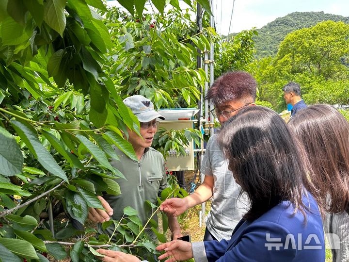 [진천소식]체리 생산기반 조성 시범사업 현장평가 등