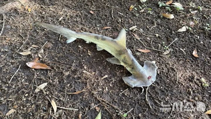 [뉴시스] 지난 5월18일 미국 사우스캐롤라이나주 머틀비치 한 디스크 골프장에서 망치상어 한 마리가 하늘에서 추락하는 이례적인 상황이 포착됐다. (사진=Courtesy of Jonathan Marlowe) 2025.06.11 