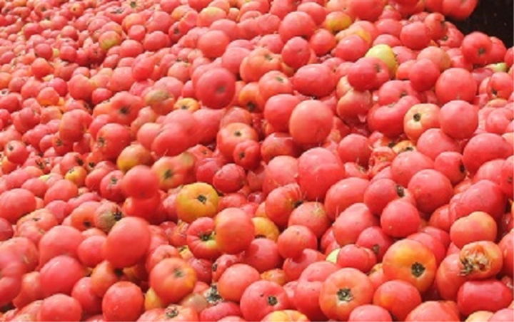 [춘천=뉴시스] 12일 농협강원본부는 춘천 소양강토마토축제가 오는 13일부터 15일까지 3일간 신북농협 행사장에서 개최된다. 농협강원본부 제공.&nbsp; *재판매 및 DB 금지