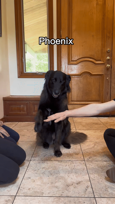 [뉴시스]11일(현지 시간) 미국 반려동물전문매체 도그타임에 따르면 틱톡에서 'thegoodhype'라는 계정 이용자가 최근 올린 반려견 손 모으기 챌린지 영상은 12일 기준 26만 개 이상의 좋아요를 받는 등 인기를 끌고 있다. (영상=틱톡) 2025.6.12 *재판매 및 DB 금지