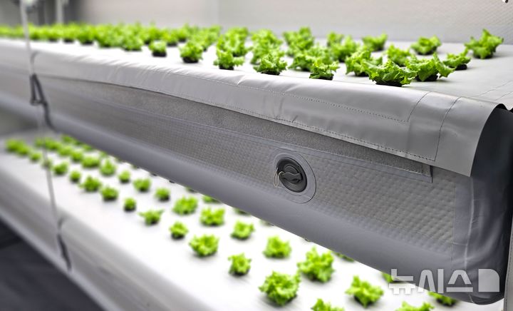 [포항=뉴시스] 송종욱 기자 = 12일 경북 포항시청 솔라갤러리 인도어팜전시장에서 '인도어팜 수확물 시식회'가 열렸다. 사진은 인도어팜에서 상추를 키우는 모습. 2025.06.12. sjw@newsis.com