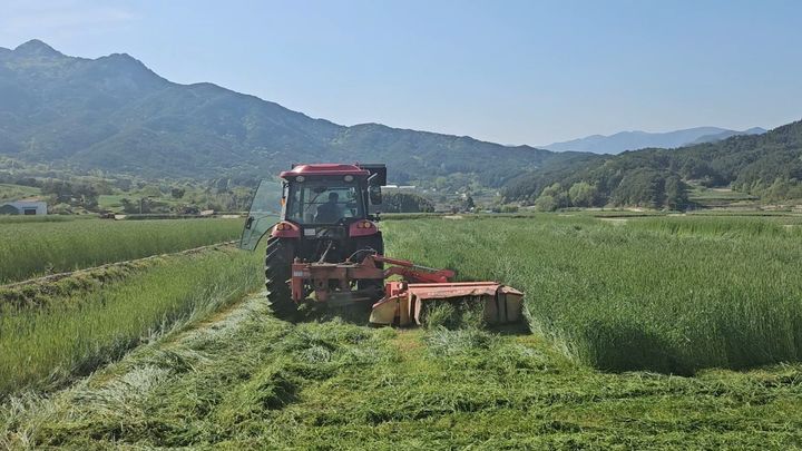 [거창=뉴시스] 거창군 조사료 수확 (사진=거창군 제공) 2025. 06. 12. photo@newsis.com *재판매 및 DB 금지
