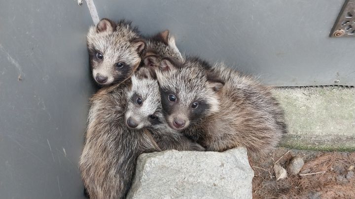 [광주=뉴시스] 광주 도심서 구조된 너구리 새끼들. (사진=광주야생동물구조관리센터 제공) 2025.06.12. photo@newsis.com *재판매 및 DB 금지
