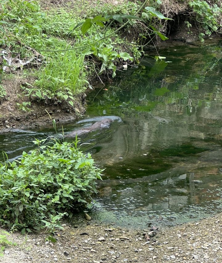 덕진호수에서 수영 중인 수달 *재판매 및 DB 금지