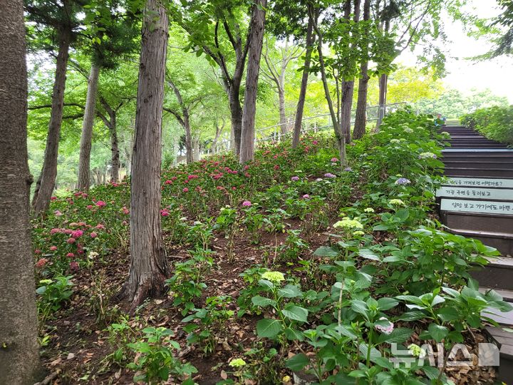 사천시, 망산공원 일대 명품 수국공원 조성