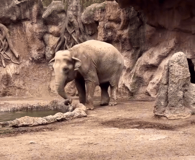 [뉴시스] 물에 빠진 임팔라를 구하는 코끼리 모습 (사진=인스타그램) *재판매 및 DB 금지 *재판매 및 DB 금지
