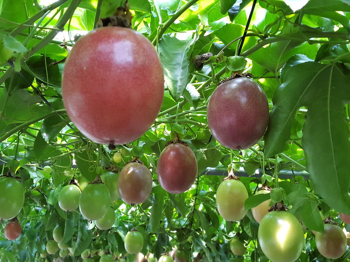 [남원=뉴시스] 남원 백향과. *재판매 및 DB 금지