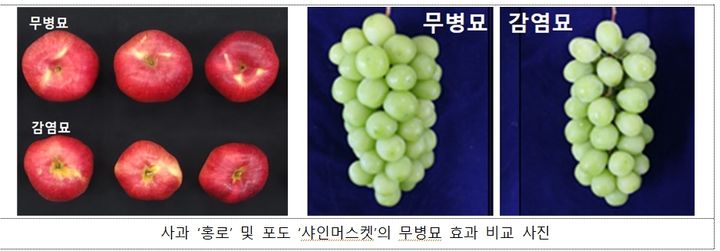 농림축산식품부 국립종자원이 바이러스에 감염되지 않은 과수묘목, 이른바 '무병묘' 생산 효율을 높이는 기술 개발과 대량생산 체계 구축에 성공했다고 13일 밝혔다. (사진 = 농식품부 제공) 2025.06.12. *재판매 및 DB 금지