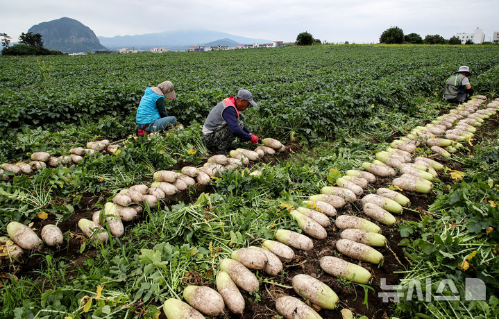 [서귀포=뉴시스] 우장호 기자 = 정체전선이 북상 중인 12일 오전 제주 서귀포시 대정읍 상모리 인근에서 농민들이 장맛비가 내리기 전 서둘러 봄무를 수확하고 있다. 2025.06.12. woo1223@newsis.com