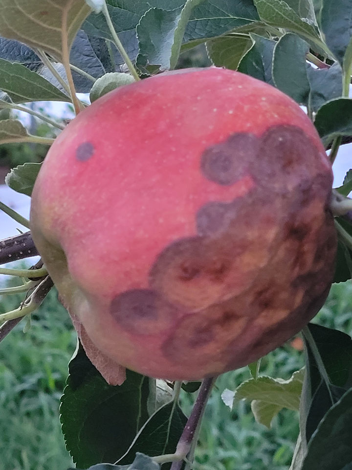  [안동=뉴시스] 사과 탄저병 (사진=안동시 제공) 2025.06.13. photo@newsis.com *재판매 및 DB 금지