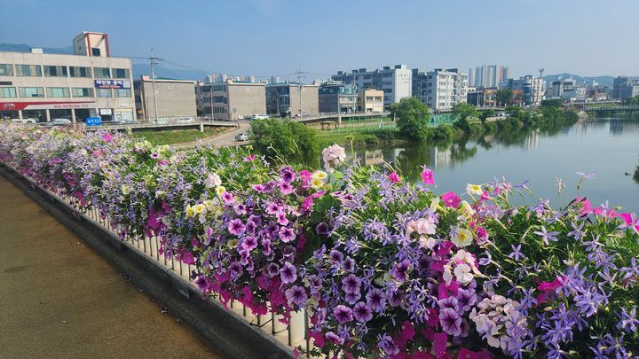 [보령=뉴시스] 보령시 한내대표 꽃화분 조성 모습. (사진=보령시청 제공) *재판매 및 DB 금지