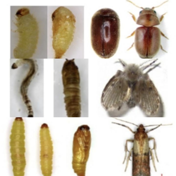 [서울=뉴시스] 13일 식품의약품안전처에 따르면 지난 5년(2019년~2023년)간 식품 이물 신고에서 벌레 신고 건이 4489건(21.9%)으로 기타이물 8726건에 이어 두번째로 많았다. 사진은 벌레이물 가운데 대표적인 권연벌레(위부터), 나방파리, 화랑곡나방. (사진=식약처 제공) 2025.06.13. photo@newsis.com *재판매 및 DB 금지