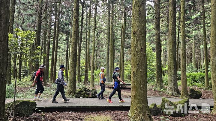 [제주=뉴시스] 서귀포시 남원읍 붉은오름 주변 삼나무 조림지. (사진=제주자연문화유산연구회 제공)