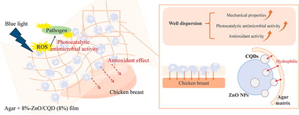 해조류 유래 아가(agar)를 활용한 연구 모식도. (사진=동국대 제공) *재판매 및 DB 금지