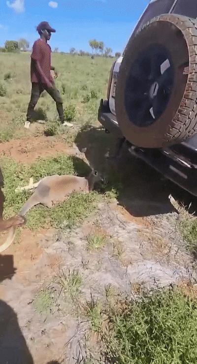  [뉴시스] 호주에서 한 무리의 남성들이 집단으로 캥거루를 학대한 영상이 온라인 상에 퍼져 대중들의 분노를 샀다. 캥거루를 학대하는 사건은 이전에도 여러 번 일어났다. (사진=데일리메일) 2025.6.13 *재판매 및 DB 금지