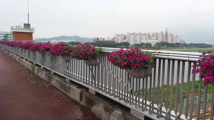 [밀양=뉴시스] 밀양시가 통행량이 많은 교량 위에 여름철 대표 꽃인 페추니아를 식재했다.&nbsp; (사진=밀양시 제공) 2025.06.13. photo@newsis.com *재판매 및 DB 금지