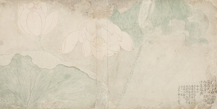 이인상(李麟祥, 1710~1760) 서지백련西池白蓮 조선 1745, 종이에 엷은 색 26.2×51.8cm, 간송미술문화재단 소장 *재판매 및 DB 금지