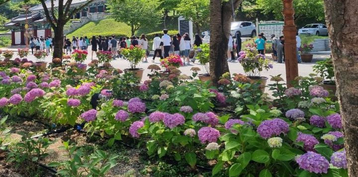 [거창=뉴시스] 거창사건추모공원 수국 동산 (사진=거창군 제공) 2025. 06. 13. photo@newsis.com&nbsp; *재판매 및 DB 금지