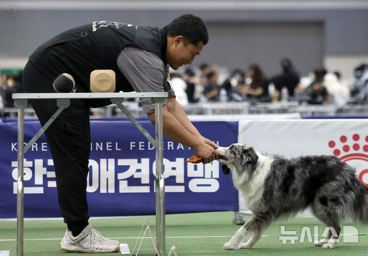 [서울=뉴시스] 김선웅 기자 = 13일 서울 서초구 aT센터에서 열린 2025 반려동물 행동지도사 2급 대비 실기 경기대회에서 참가 선수가 실력을 선보이고 있다. 2025.06.13. mangusta@newsis.com