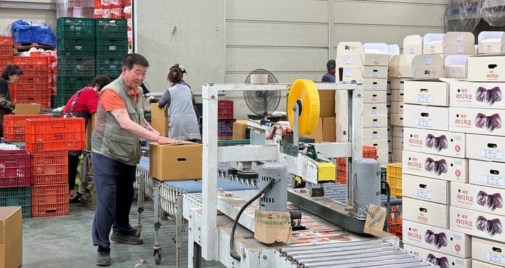 라디치오 포장하는 제천양채영농조합 *재판매 및 DB 금지