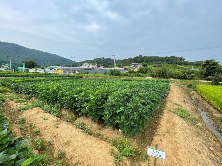 [세종=뉴시스] 파종시기에 따른 콩 생육 모습. 6월 25일 파종. (사진=농촌진흥청 제공) *재판매 및 DB 금지