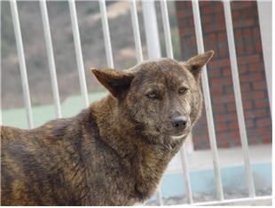 [세종=뉴시스] 진돗개 호반. (사진=농촌진흥청 제공) *재판매 및 DB 금지