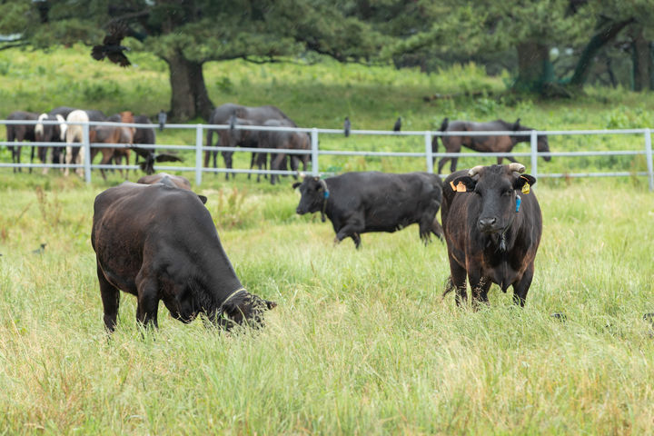 [세종=뉴시스] 제주 흑우. (사진=농촌진흥청 제공) *재판매 및 DB 금지