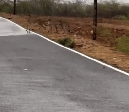 [뉴시스] 15일(현지시각) 인도 쿤오 국립공원에서 치타 5마리가 한꺼번에 탈출해 인근 마을에 출몰했다. (사진=FreePressJournal) 2025.06.15 *재판매 및 DB 금지