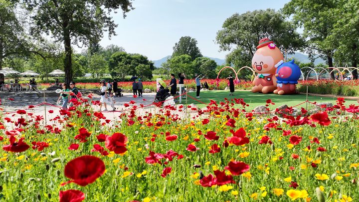 자라섬 꽃 페스타 행사장에 조성된 꽃 정원. (사진=가평군 제공) photo@newsis.com *재판매 및 DB 금지