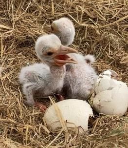 [예산=뉴시스] 예산군이 일본 도요오카시에 보낸 황새알 5개가 모두 부화에 성공한 가운데 사진은 알을 깨고 갓 나온 아기 황새들 모습. *재판매 및 DB 금지
