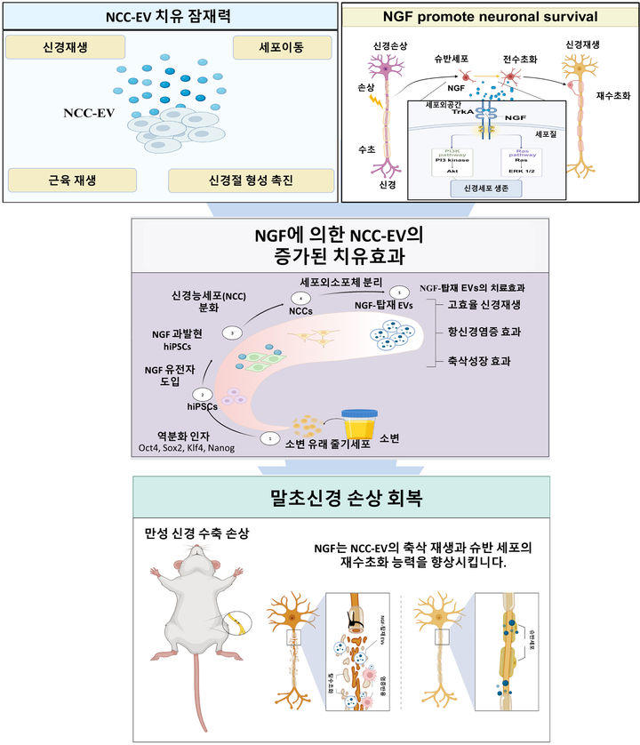 건국대 조쌍구 교수 연구팀 연구 개요. (사진=건국대 제공) *재판매 및 DB 금지