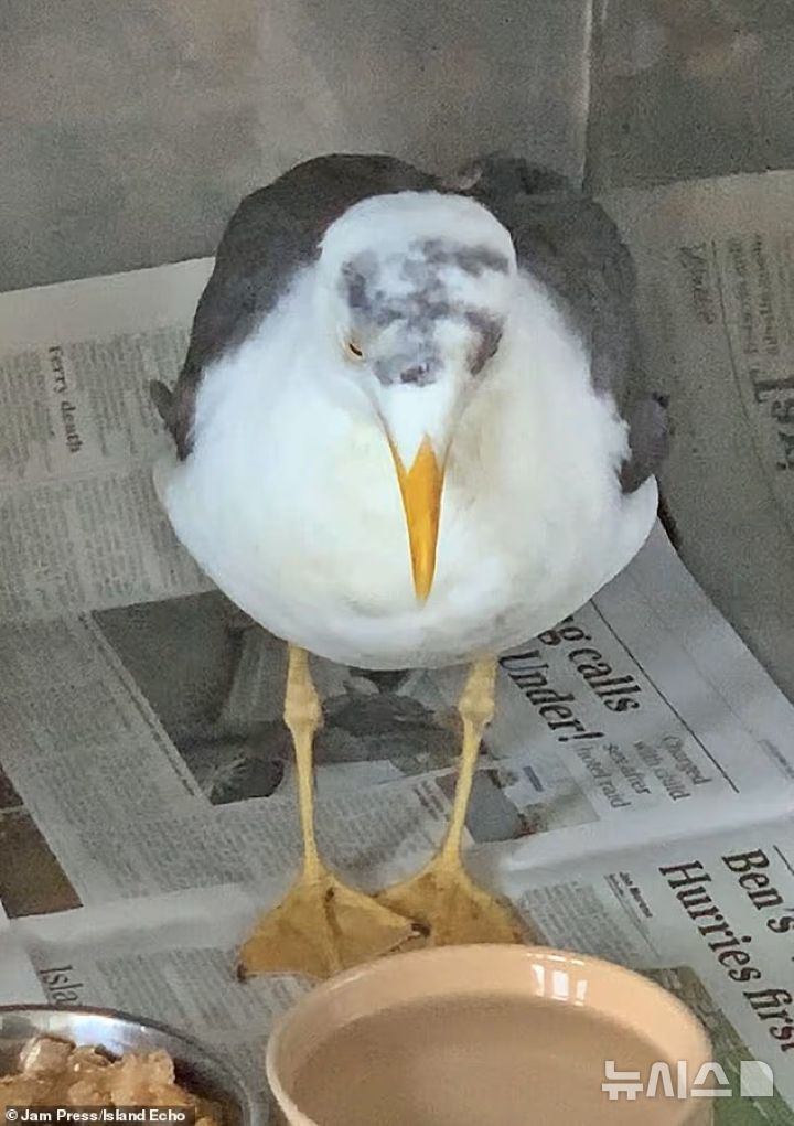 [뉴시스] 6일(현지시각) 영국 교도소에서 수감자가 갈매기 머리에 나치 문양을 그리는 학대 행위를 저질러 비판이 일고 있다. (사진=데일리메일) 2025.06.12 