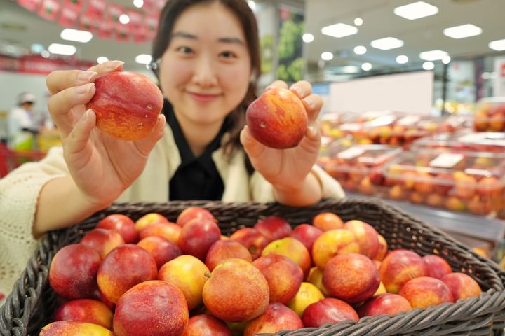 [서울=뉴시스]롯데마트·슈퍼가 경북 산지의 우박 피해로 외형 손상을 입은 천도복숭아 60톤을 수매해 '상생 천도복숭아’를 출시한다고 17일 밝혔다.(사진=롯데마트·슈퍼 제공) *재판매 및 DB 금지