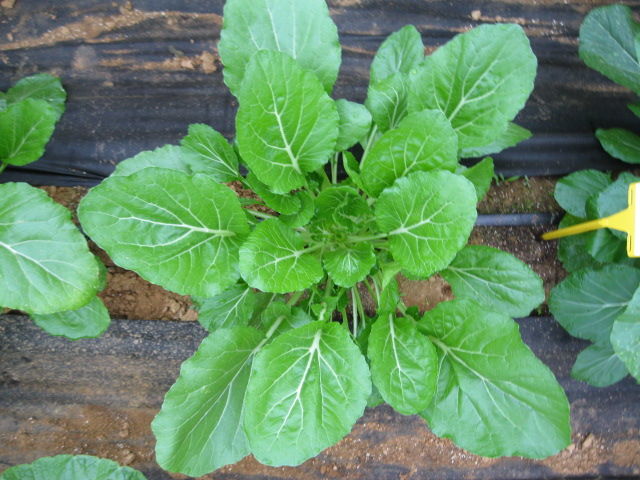 [세종=뉴시스]글루코시놀레이트 고함량 배추. (사진=농촌진흥청 제공) *재판매 및 DB 금지