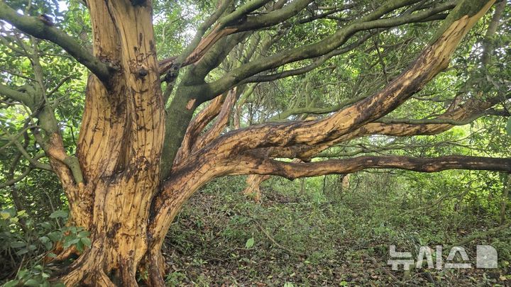 [제주=뉴시스] 환경단체 제주자연의벗이 16일 서귀포시 표선면 소재 임야에서 고의로 박피된 40여그루의 후박나무를 발견했다. (사진=제주자연의벗 제공) 2025.06.17. photo@newsis.com