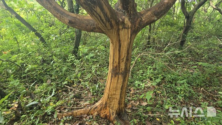 [제주=뉴시스] 환경단체 제주자연의벗이 16일 서귀포시 표선면 소재 임야에서 고의로 박피된 40여그루의 후박나무를 발견했다. (사진=제주자연의벗 제공) 2025.06.17. photo@newsis.com 