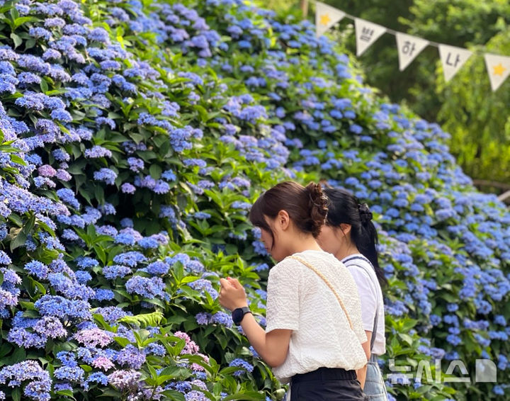 [진주=뉴시스]경남 진주시 '월아산 숲속의 진주'에 핀 수국.(사진=경남도 제공)2025.06.17. photo@newsis.com