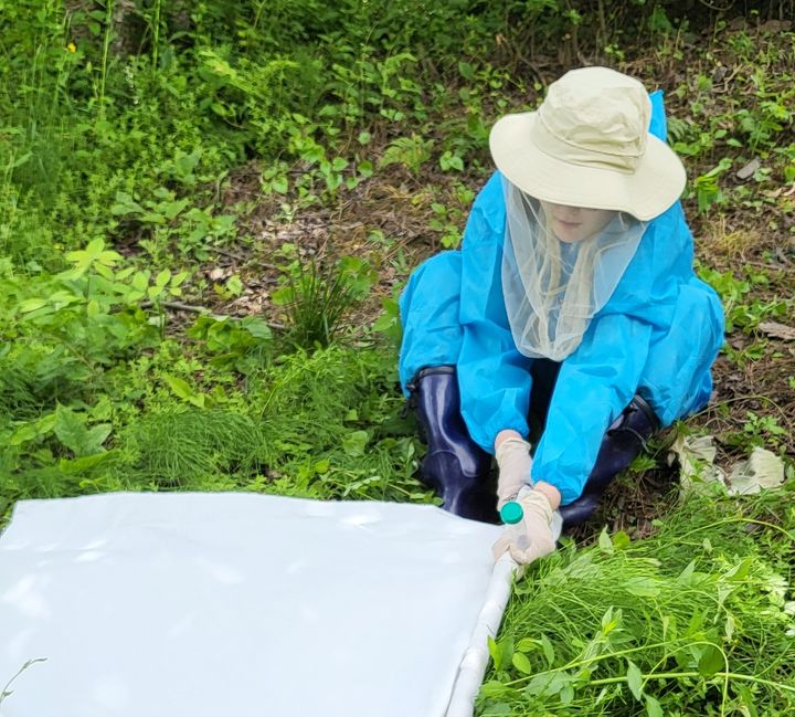 중증열성혈소판증후군 발생지역 내 진드기 채취 모습. (사진=충북보건환경연구원 제공) *재판매 및 DB 금지