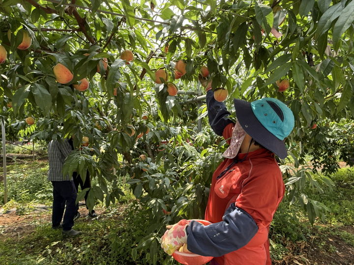 [고흥=뉴시스] 전남 고흥군 복숭아 농가에서 농민이 고품질 조생 복숭아를 따고 있다. (사진=고흥군 제공) 2025.06.17. photo@newsis.com *재판매 및 DB 금지