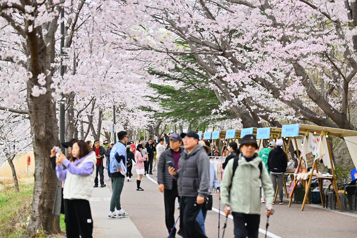 [속초=뉴시스] 속초시 영랑호 벚꽃축제장 모습.(사진=속초시 제공)photo@newsis.com *재판매 및 DB 금지