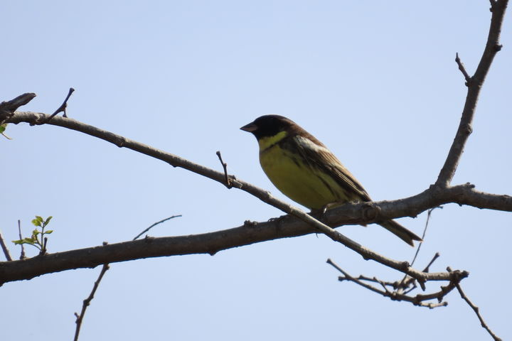 [울산=뉴시스] 울산시는 세계자연보전연맹 적색자료 목록에서 멸종위기종으로 분류되는 ‘검은머리촉새’가 울주군 남창들 하천 내 갈대숲에서 발견됐다고 18일 밝혔다. (사진= 이승현 학생 제공) 2025.06.18.photo@newsis.com *재판매 및 DB 금지