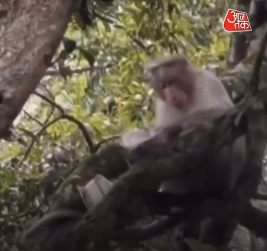 [뉴시스] 인도 코다이카날 구나 동굴 인근에서 한 원숭이가 카르나타카에서 온 관광객의 500루피 지폐 다발을 낚아채 나무 위로 올라간 뒤, 지폐를 한 장씩 아래로 던지는 모습이 포착됐다. (사진=X) 2025.06.16 *재판매 및 DB 금지 *재판매 및 DB 금지