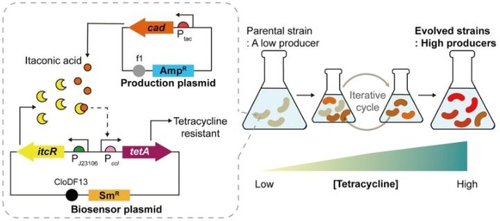 [울산=뉴시스] 바이오센서(회색 점선 안)가 삽입된 대장균. 마치 전자회로의 if-then 조건문처럼 이타콘산을 잘 만드는 대장균만 항생제 내성을 갖도록 설계됐다. (사진=울산과학기술원 제공) 2025.06.18. photo@newsis.com *재판매 및 DB 금지