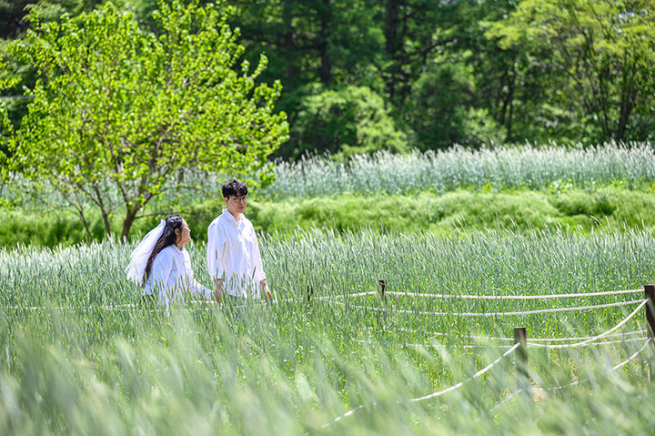 정선 덕우리 청보리밭 포토존.(사진=정선군 제공) *재판매 및 DB 금지