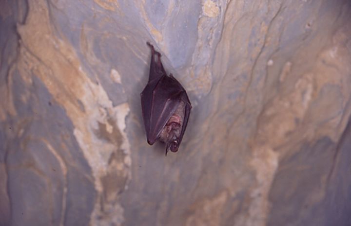 백룡동굴 박쥐가 매달려 있는 모습. *재판매 및 DB 금지
