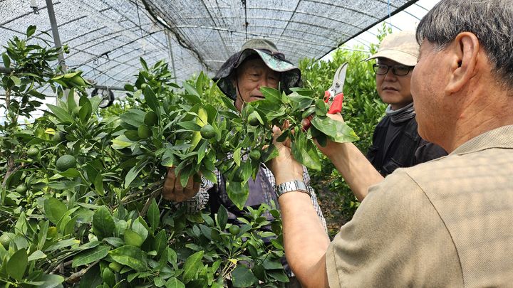 [합천=뉴시스] 합천군, 만감류 재배 농가 맞춤형 컨설팅 실시. (사진=합천군 제공) 2025.06.18. photo@newsis.com *재판매 및 DB 금지