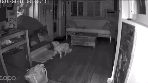 [뉴시스]미국 캘리포니아의 한 가정집에 침입한 야생곰에게 17살 노견이 맞서 짖은 모습이 화제다. (사진=뉴욕포스트) *재판매 및 DB 금지 *재판매 및 DB 금지