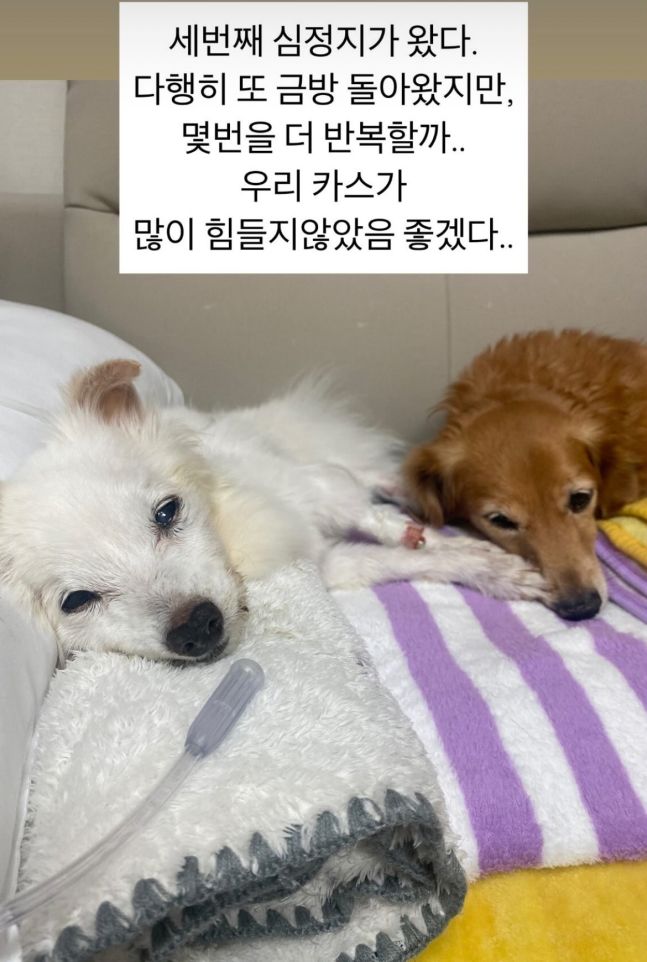 [서울=뉴시스] 배우 김하영이 오랜 시간 곁을 지킨 반려견과 이별을 준비하며 안타까운 마음을 전했다. (사진=김하영 인스타그램 캡처) 2025.06.18. photo@newsis.com  *재판매 및 DB 금지